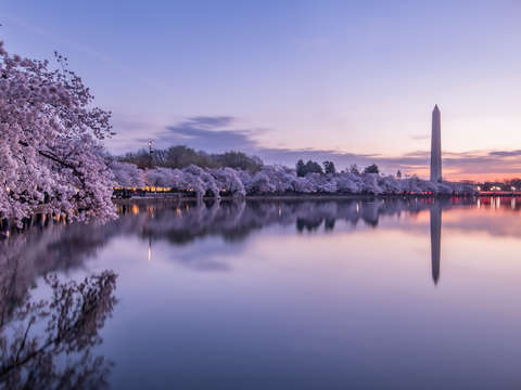 Tidal blossoms