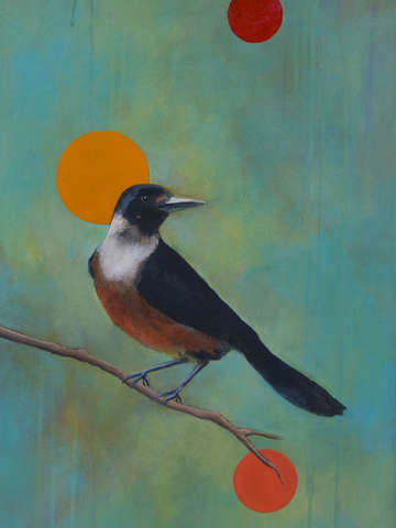 Lewiss woodpecker