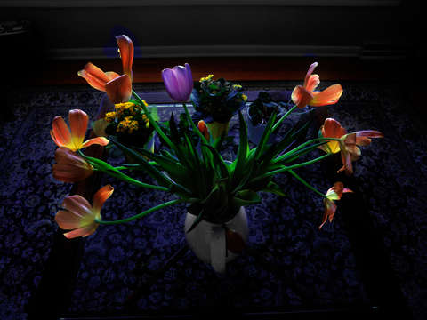 Blue bouquet