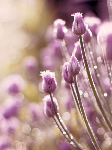 Chives