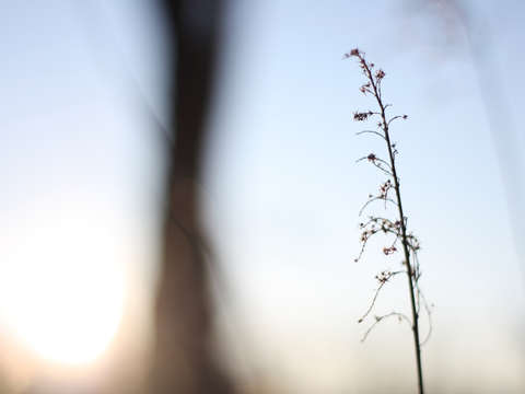 Fleeting