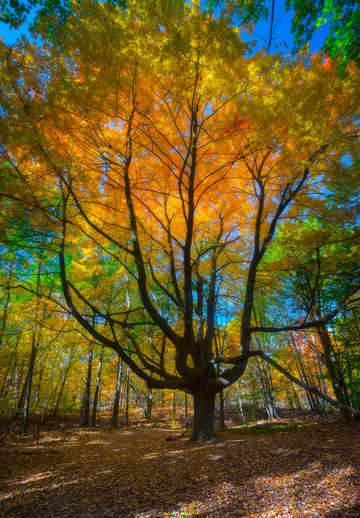 Autumn spectrum