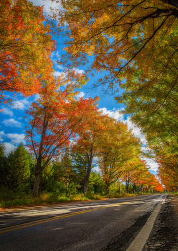 Autumn tree tunnel on m22