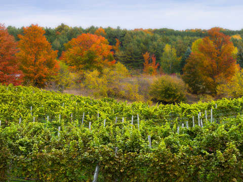 Autumn vineyard