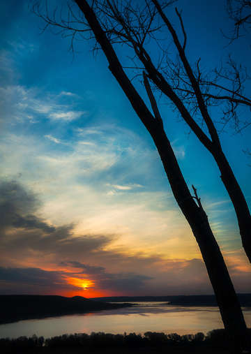 Tree silhouettes at sunrise