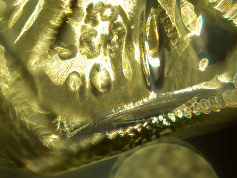 Igp9033a