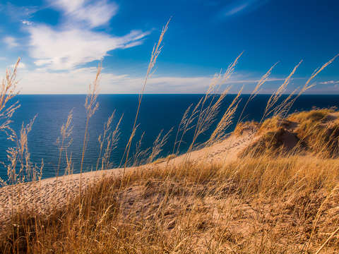 Golden dune grass on the lake