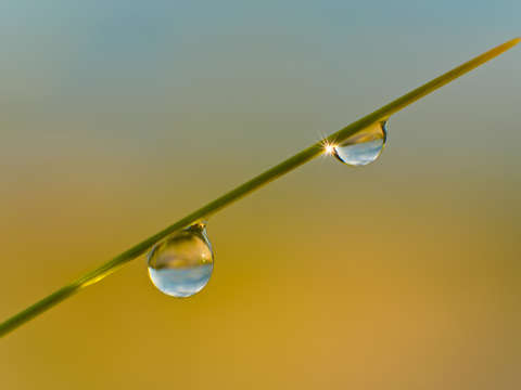 Drops of morning