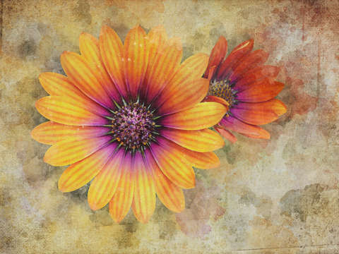 Daisies 6