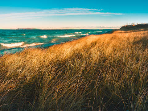 Golden grass on the lake