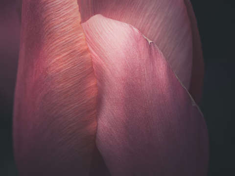 Solace 5