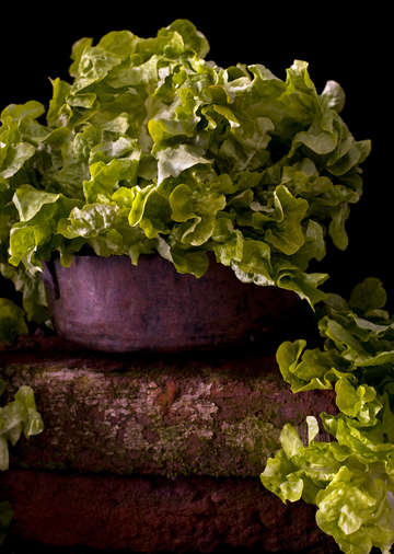 Lettuce on a bowl