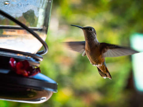 Hummingbirds feeding time