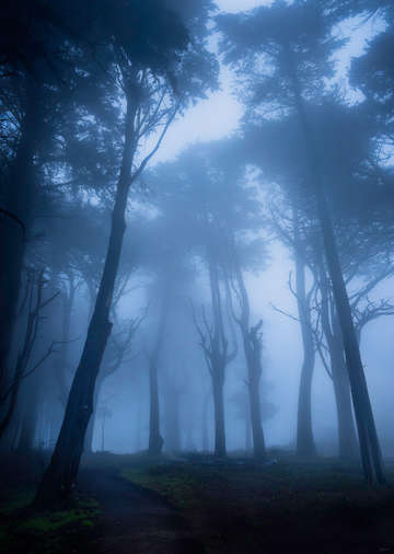 Foggy night on the san francisco battery trail