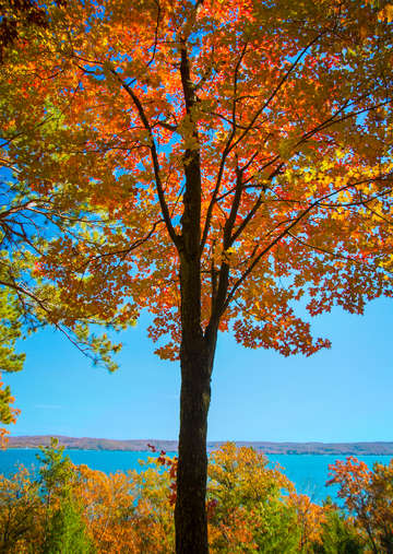 Glowing red autumn maple