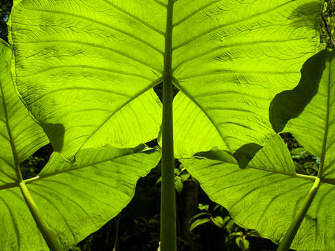 Elephant ear leaves in the rainforest