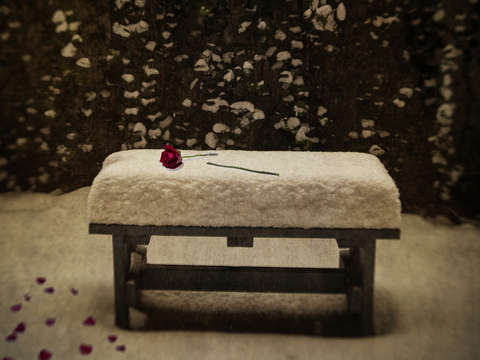 Roses in snow