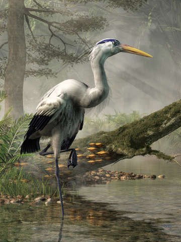 Great blue heron 3