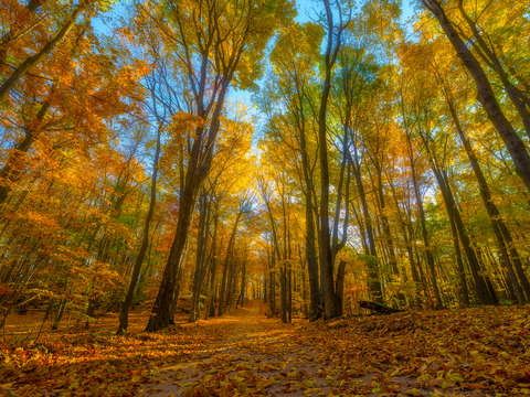 Path through an autumn rainbow