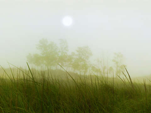 Morning fog on the dunes