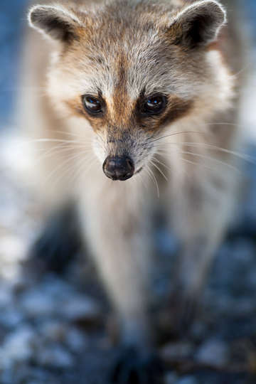 Raccoon