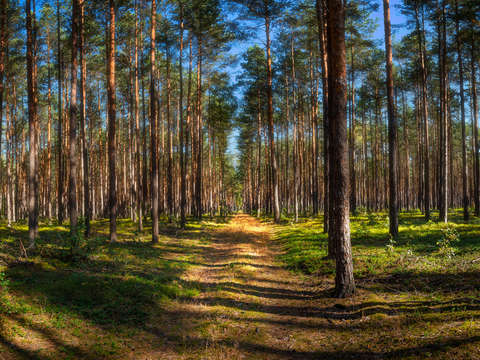 Path through deep woods
