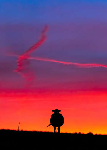 Cow philosophy