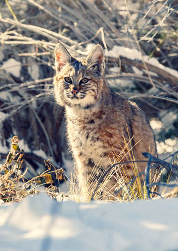 Bobcat in the snow