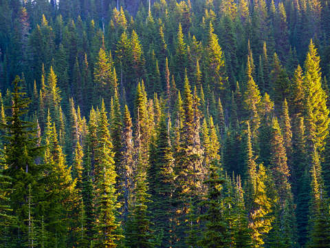 Forest at mount rainier national park