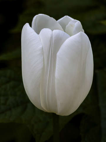 Whie tulip
