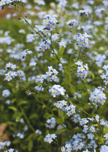 Forget me not