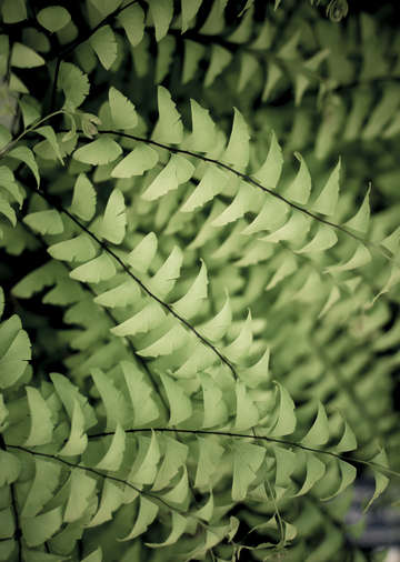 Maiden hair fern 3