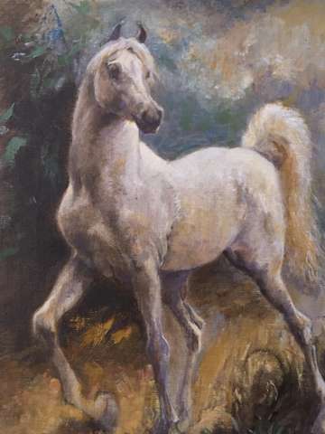White arabian