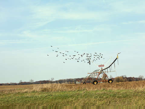 Farm birds 2
