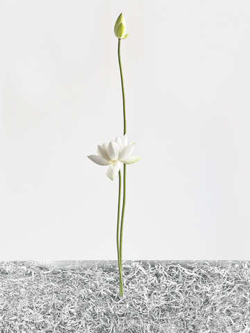White light 001