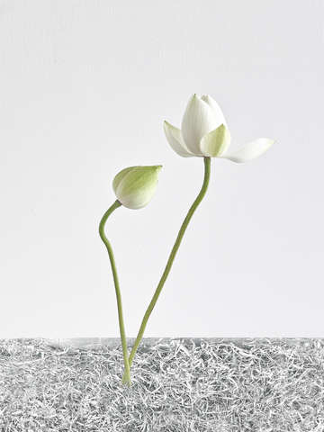 White light 003