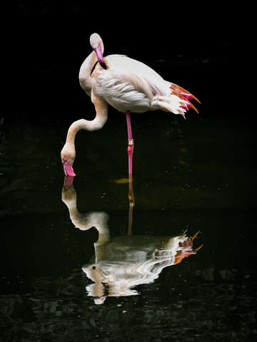 Flamingo 6