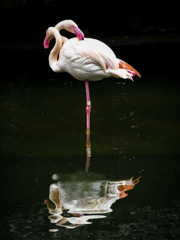 Flamingo 2