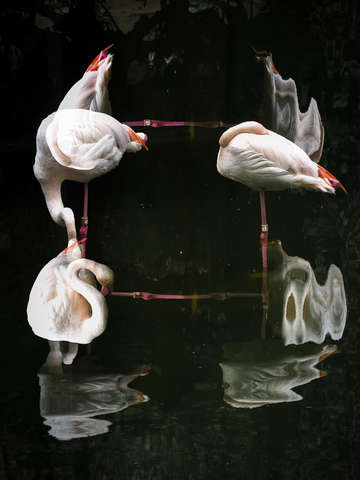 Flamingoswirl