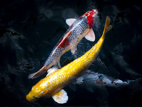 Yin yang fishes