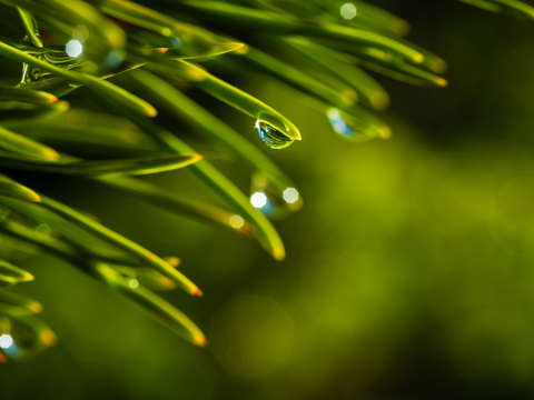 Dew and pine needles