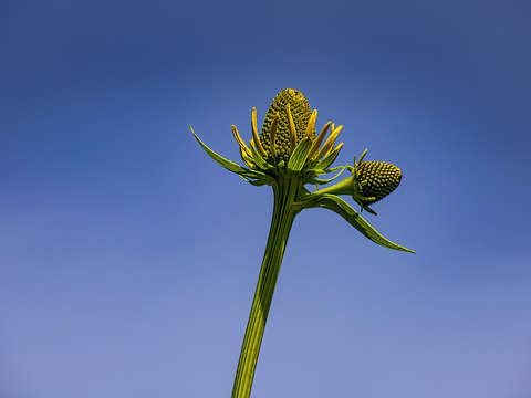 Budding sunflower