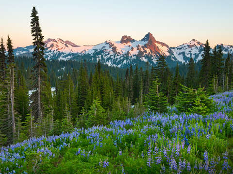 Paradise area at mount rainier