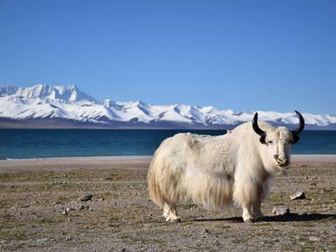 White yak in namtso lake tibet