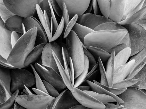 Succulents bw