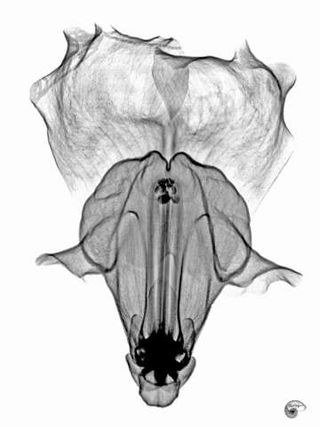 Snap dragon positive