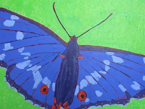 Butterfly on green