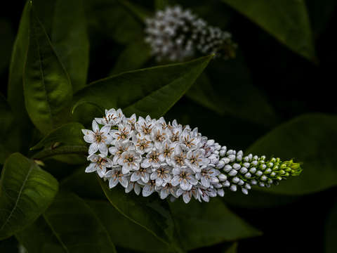 Summer flower
