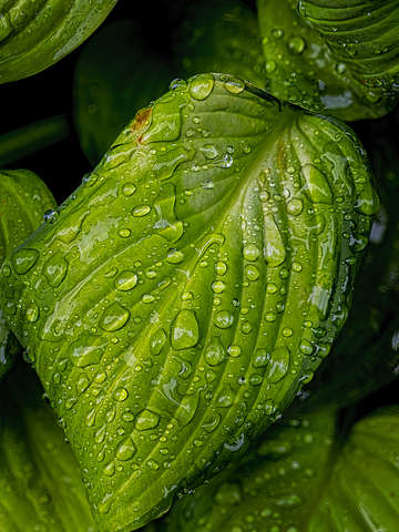 Raindrops and hosta leaves