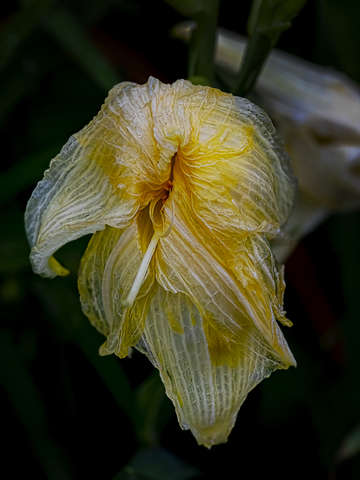 Dying lily